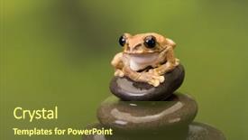  Presentation with feng shui - PPT layouts with vermiculatus or peacock tree frog background and a tawny brown colored foreground