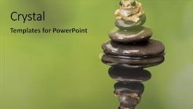  Presentation with peacock - Slide deck featuring vermiculatus or peacock tree frog background and a yellow colored foreground