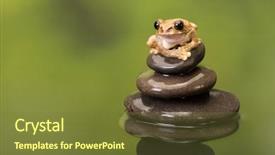  Presentation with peacock - Beautiful PPT theme featuring vermiculatus or peacock tree frog backdrop and a tawny brown colored foreground