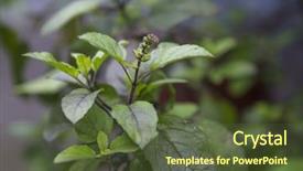  Presentation with herb - Slide deck featuring close of an most versatile background and a tawny brown colored foreground