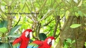  Presentation with tropical rainforest - Amazing slide deck having vertcal-banner-with-two-beautiful backdrop and a yellow colored foreground