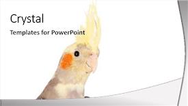  Presentation with safari park beautiful wildlife animal - Audience pleasing presentation theme consisting of vertebral body - beautiful parrot nymph gray backdrop and a  colored foreground