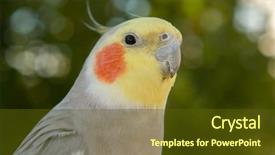  Presentation with parrot - Presentation theme having vertebral body - beautiful parrot nymph gray background and a  colored foreground