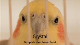  Presentation with parrot - Presentation theme with vertebral body - beautiful parrot nymph gray background and a  colored foreground