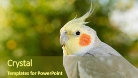  Presentation with safari park beautiful wildlife animal - Presentation theme featuring vertebral body - beautiful parrot nymph gray background and a  colored foreground