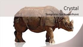  Presentation with body - Theme with vertebral body - big and heavy rhinoceros isolated background and a soft green colored foreground