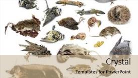  Presentation with plants and animals - Beautiful PPT theme featuring vertebral body - composition of dead animals backdrop and a coral colored foreground