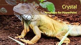  Presentation with body - Amazing presentation design having vertebral body - green iguana backdrop and a tawny brown colored foreground