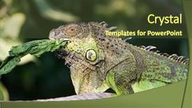  Presentation with tree sky trees green - Presentation featuring vertebral body - green lizard standing on tree background and a tawny brown colored foreground