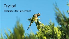  Presentation with green trees in park - Theme with vertebral body - green parrot standing background and a light blue colored foreground