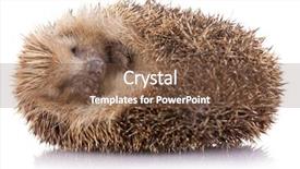  Presentation with sleeping - Amazing presentation having vertebral body - hedgehog erinaceus albiventris sleeping isolated backdrop and a tawny brown colored foreground