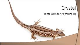  Presentation with gravel sand mining - Amazing PPT theme having vertebral body - lacerta agilis sand lizard backdrop and a white colored foreground