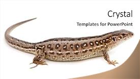  Presentation with white sand - Amazing PPT theme having vertebral body - lacerta agilis sand lizard backdrop and a  colored foreground