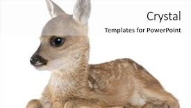  Presentation with old days - Slide set with vertebral body - roe deer fawn lying down background and a white colored foreground