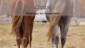  Presentation with vertical - Amazing theme having vertical-back-view-shot backdrop and a coral colored foreground