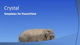  Presentation with banner blue - Cool new slides with vertical-banner-with-elephant-above backdrop and a cobalt blue colored foreground