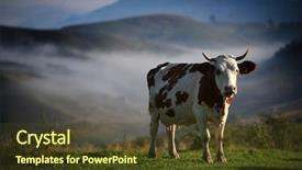  Presentation with farmland - Presentation theme with vertical farm - cow on farmland in romania background and a tawny brown colored foreground
