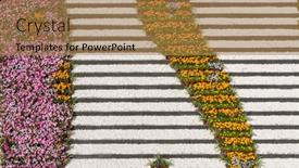  Presentation with vertical - Presentation theme enhanced with vertical-flower-arrangement-flowers background and a coral colored foreground