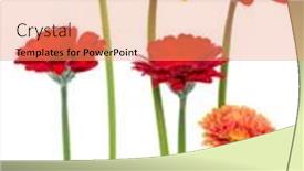  Presentation with vertical - Slides having vertical-gerbera-flowers-with-long background and a coral colored foreground