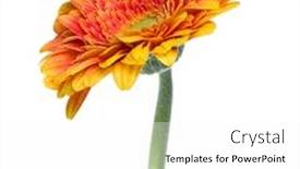  Presentation with stem - Amazing presentation theme having gerbera flower with long stem backdrop and a white colored foreground