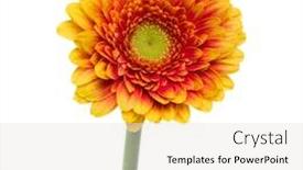  Presentation with stem - Beautiful slide set featuring vertical-orange-gerbera-flower backdrop and a sky blue colored foreground