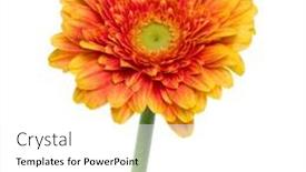  Presentation with vertical - Presentation design featuring vertical-orange-gerbera-flower background and a white colored foreground