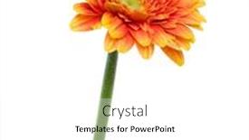  Presentation with stem - Theme consisting of vertical-orange-gerbera-flower background and a white colored foreground