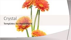  Presentation with stem - Audience pleasing slide set consisting of gerbera flowers with long stem backdrop and a lemonade colored foreground