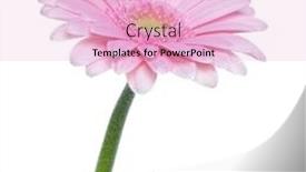  Presentation with stem - Cool new PPT theme with vertical pink gerbera flower with long stem isolated on white background backdrop and a lemonade colored foreground