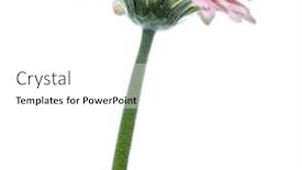  Presentation with stem - Cool new slides with vertical pink gerbera flower with long stem isolated on white background backdrop and a white colored foreground