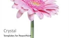  Presentation with stem - Audience pleasing theme consisting of vertical-pink-gerbera-flower backdrop and a white colored foreground