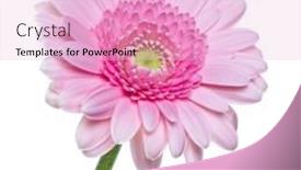  Presentation with pink white - Slide set having vertical-pink-gerbera-flower background and a lemonade colored foreground