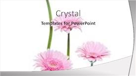  Presentation with stem - Cool new presentation theme with vertical pink gerbera flowers with long stem isolated over white background spring bouquet backdrop and a white colored foreground