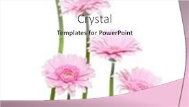  Presentation with stem - Amazing presentation theme having vertical-pink-gerbera-flowers backdrop and a white colored foreground