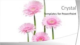  Presentation with pink flowers - Slides having vertical-pink-gerbera-flowers background and a white colored foreground