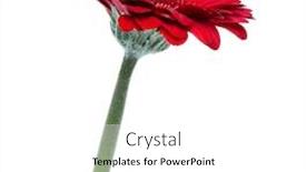  Presentation with stem - Amazing presentation design having gerbera flower with long stem backdrop and a white colored foreground