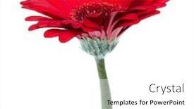  Presentation with stem - Slide deck consisting of gerbera flower with long stem background and a white colored foreground