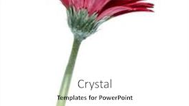  Presentation with vertical - PPT theme with vertical-red-gerbera-flower background and a white colored foreground