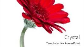  Presentation with vertical - PPT theme enhanced with vertical-red-gerbera-flower background and a  colored foreground