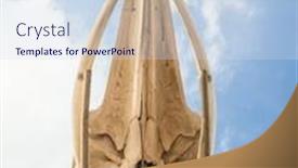  Presentation with whales - PPT theme consisting of vertical shot of a whales skull with the cloudy sky in the background background and a sky blue colored foreground