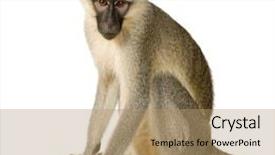  Presentation with monkey - Colorful PPT theme enhanced with vervet monkey - chlorocebus pygerythrus in front of a white background backdrop and a coral colored foreground