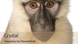  Presentation with bonobo monkey - Beautiful presentation featuring vervet monkey - chlorocebus pygerythrus backdrop and a coral colored foreground