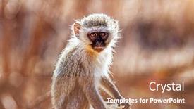  Presentation with african sunset - PPT layouts enhanced with vervet-monkey-in-the-south background and a coral colored foreground