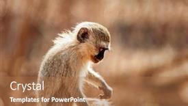  Presentation with african sunset - Amazing slide deck having vervet-monkey-in-the-south backdrop and a coral colored foreground