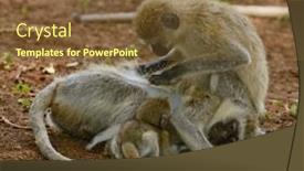  Presentation with monkey - Audience pleasing slide set consisting of vervet-monkey-scientific-name-cercopthecus backdrop and a tawny brown colored foreground