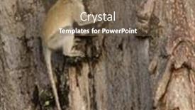  Presentation with scientific - Audience pleasing theme consisting of vervet-monkey-scientific-name-cercopthecus backdrop and a violet colored foreground