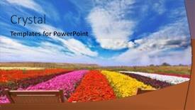  Presentation with colorful flower - Colorful PPT layouts enhanced with very beautiful bright colorful flower fields commercial cultivation of flowers for sale abroad at the edge of the field with comfortable wooden chairs for tourists backdrop and a teal colored foreground