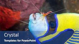  Presentation with blue yellow - Slide set featuring very-colorful-emperor-yellow background and a ocean colored foreground