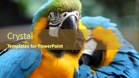  Presentation with friendly - Cool new presentation with very-colorful-friendly-and-playful backdrop and a tawny brown colored foreground