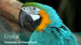  Presentation with friendly - Beautiful slides featuring very-colorful-friendly-and-playful backdrop and a ocean colored foreground